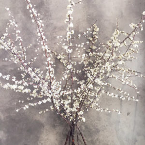 Flowering Branches