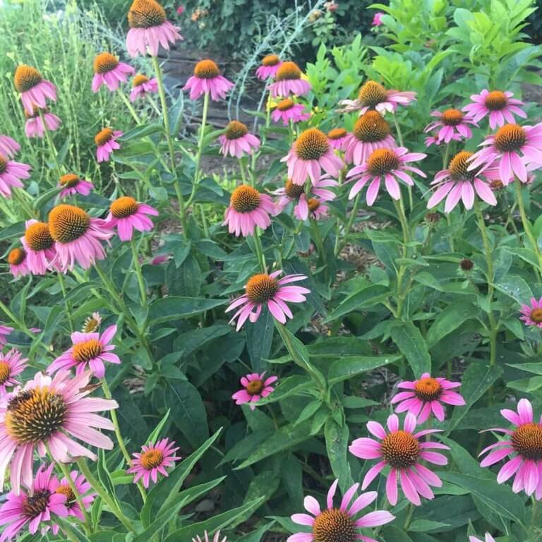 Echinacea (Purple Coneflower)