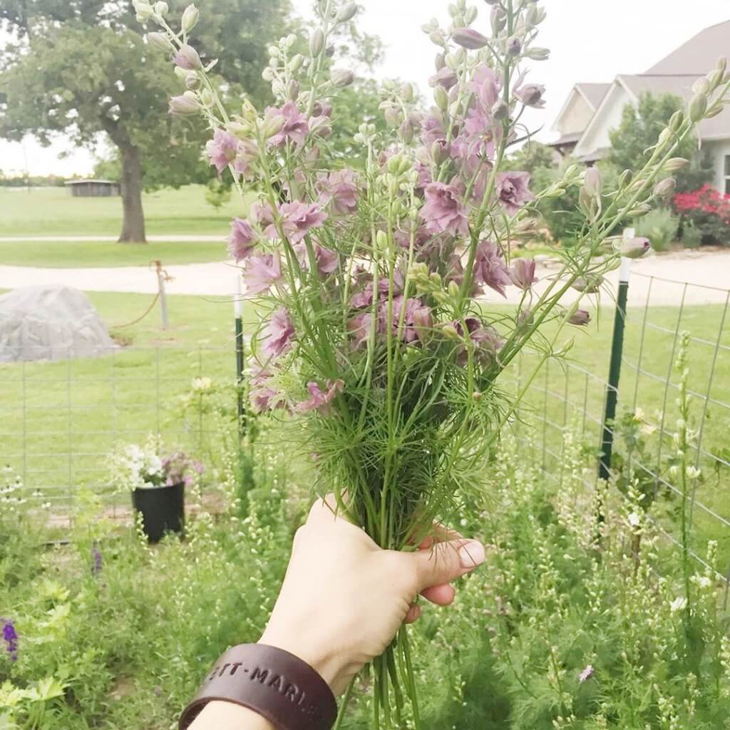 Larkspur