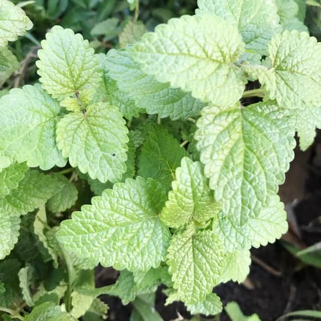 Lemon Balm