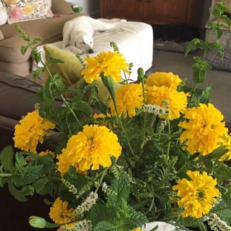 Marigold