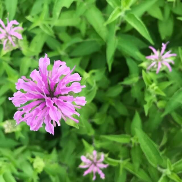 monarda