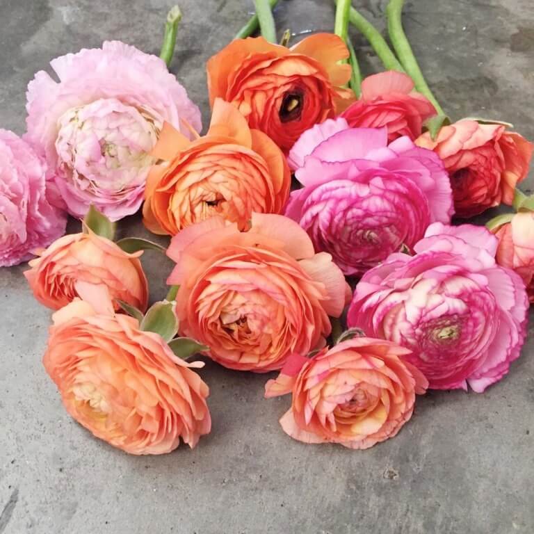 Ranunculus