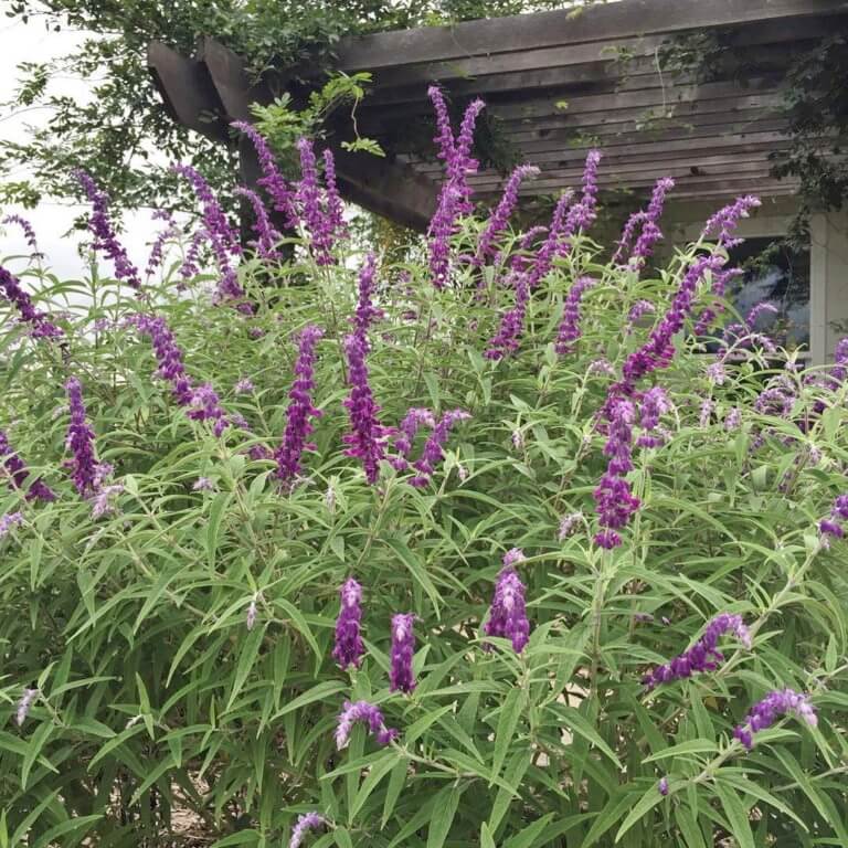 Salvia Leucantha