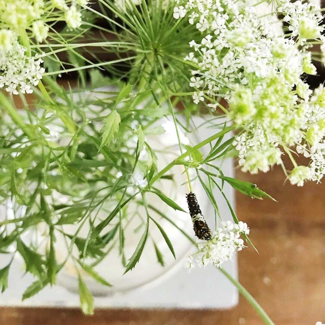 Ammi (false Queen Anne's lace) - Sage Moose Fower Farm