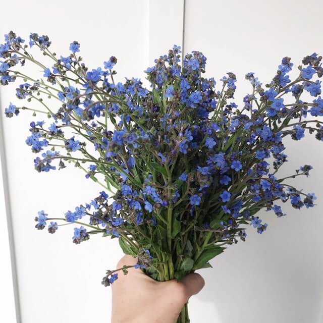 Chinese Forget Me Not