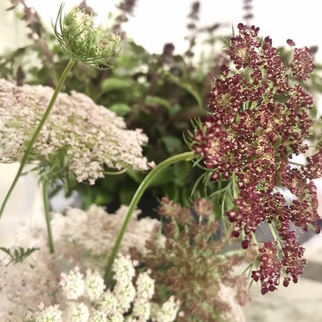 Ammi (false Queen Anne's lace) - Sage Moose Fower Farm