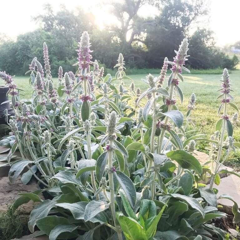 Lambs Ear