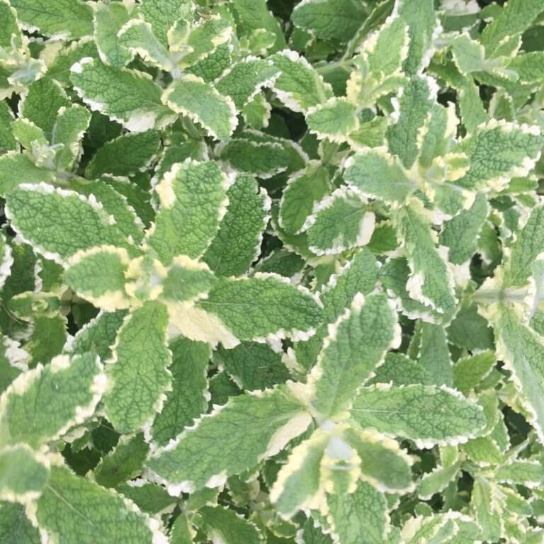 Mint