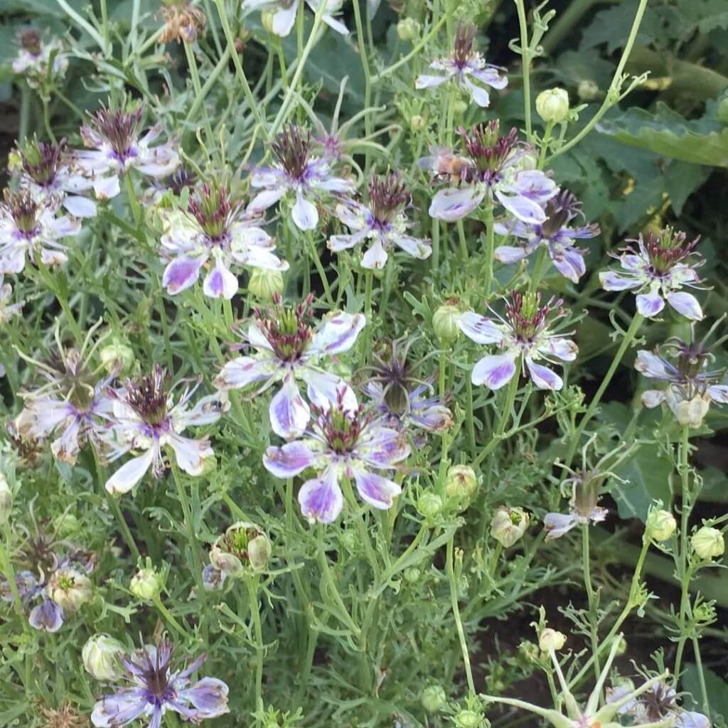 Nigella