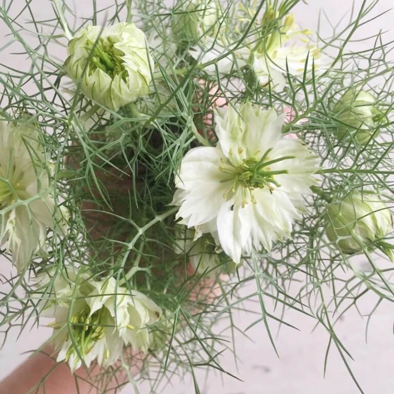 Nigella