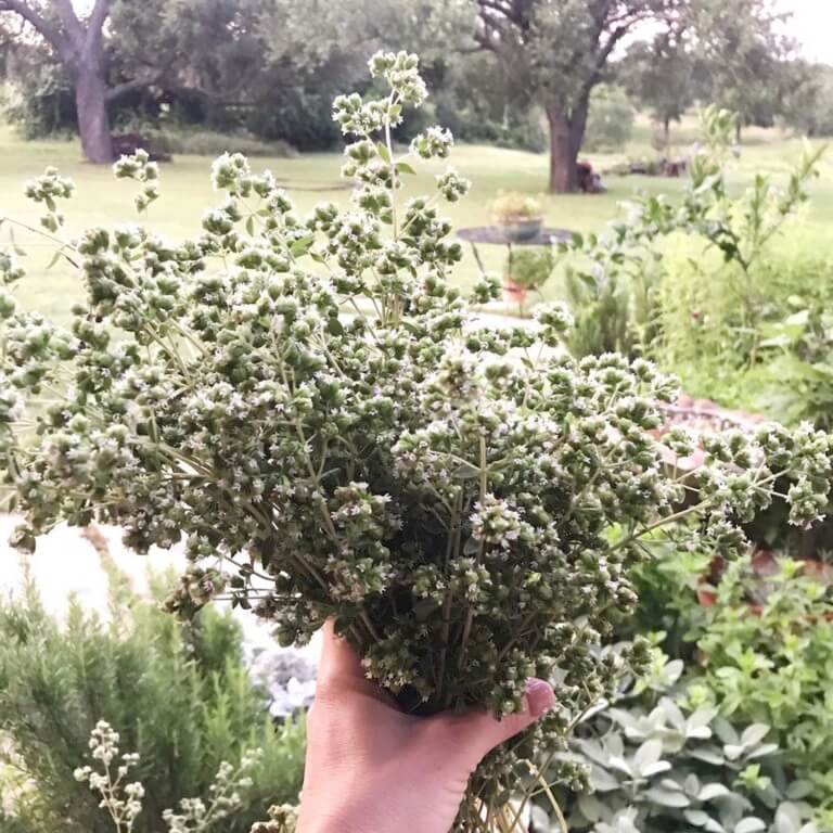 Oregano
