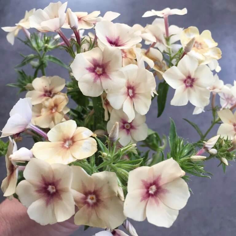Phlox