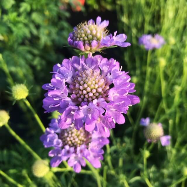 Scabiosa