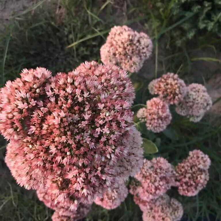 Sedum