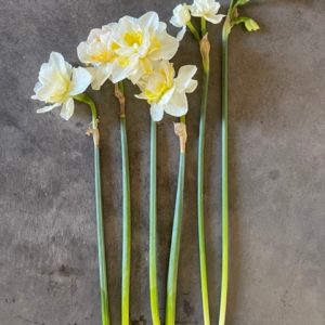 Heirloom daffodil mix (bag of 15)